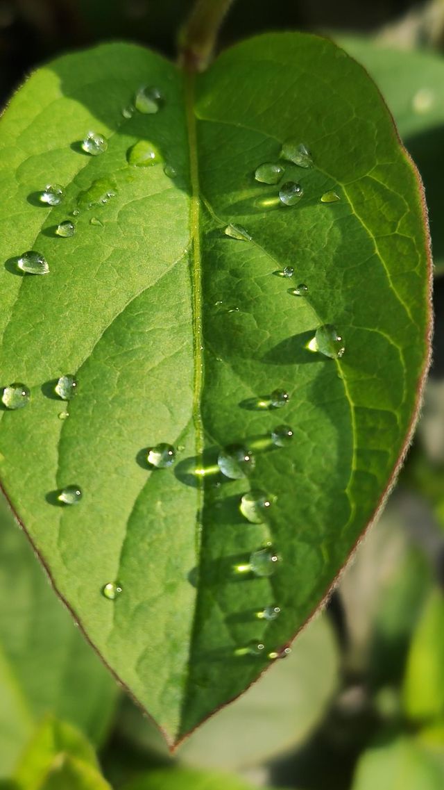 drops