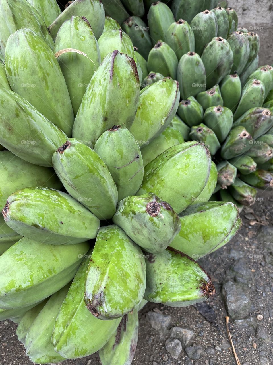 Unripe Saba Banana