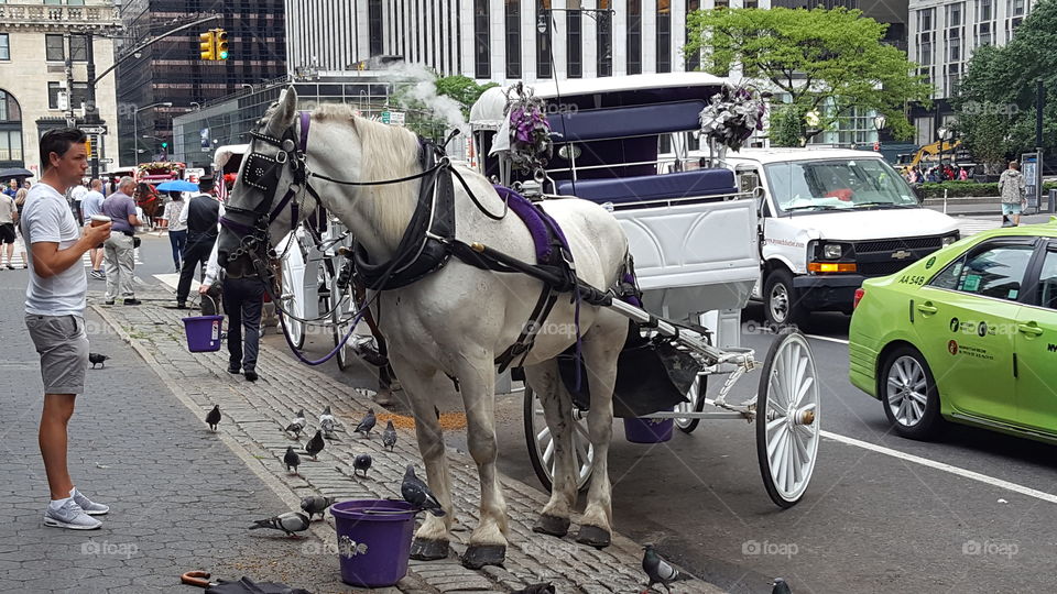 Horse carriage