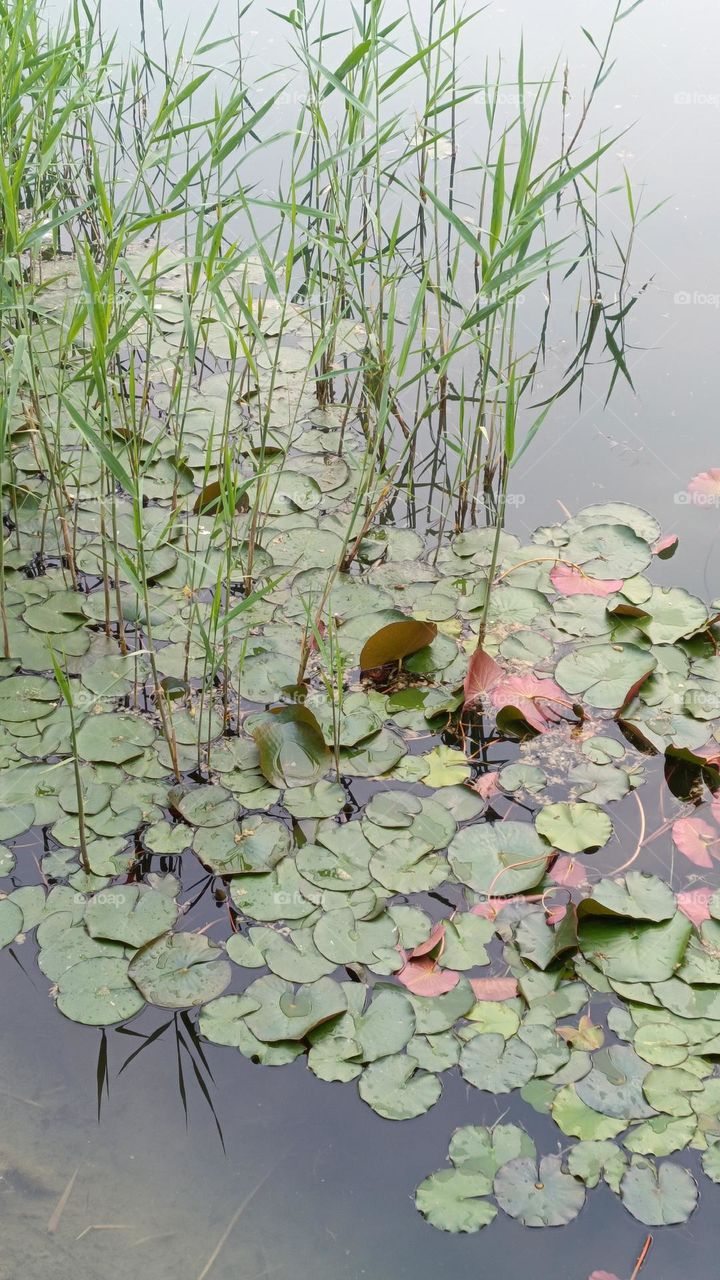 water lily