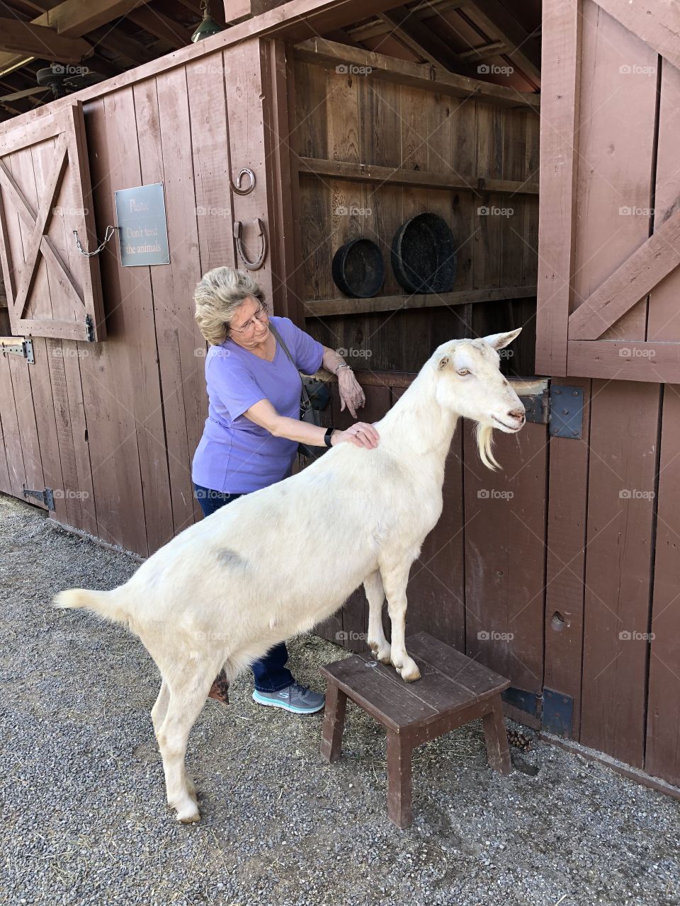 А goat is a friend of people 