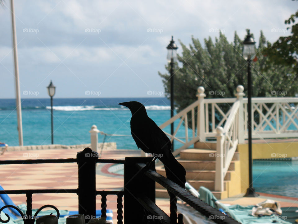 A Greater Antillean Grackle patiently waits for breakfast, as diners finish their's.