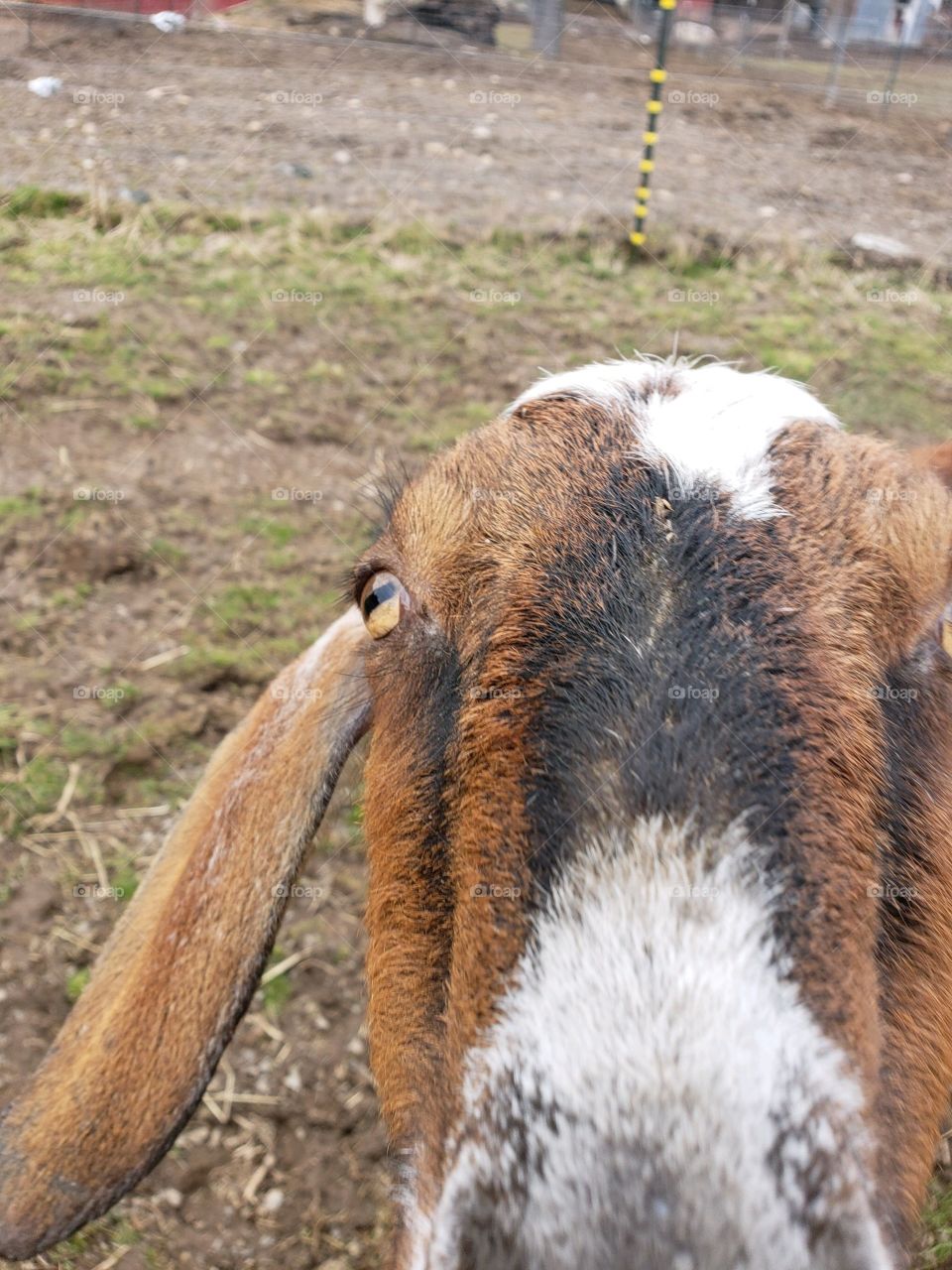 Goat close up