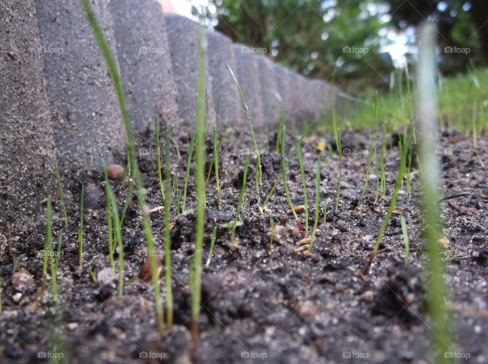 Gras wachse Erde neu Frühling Anfang Zukunft erwachen Wachstum