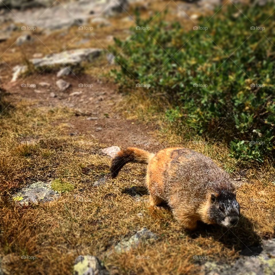 A friendly Marmot out In the Colorado Wilderness