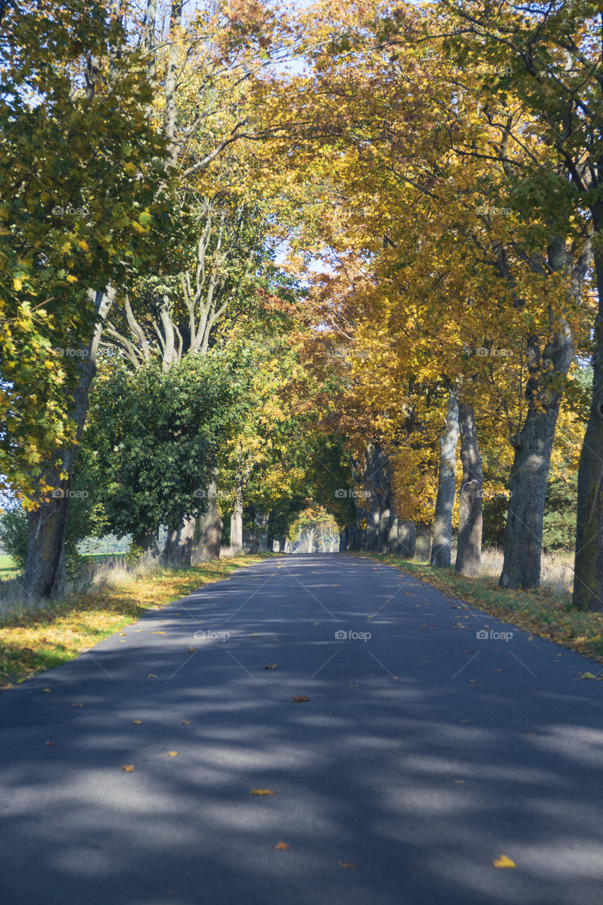 A scenic road between first signs of autumn 