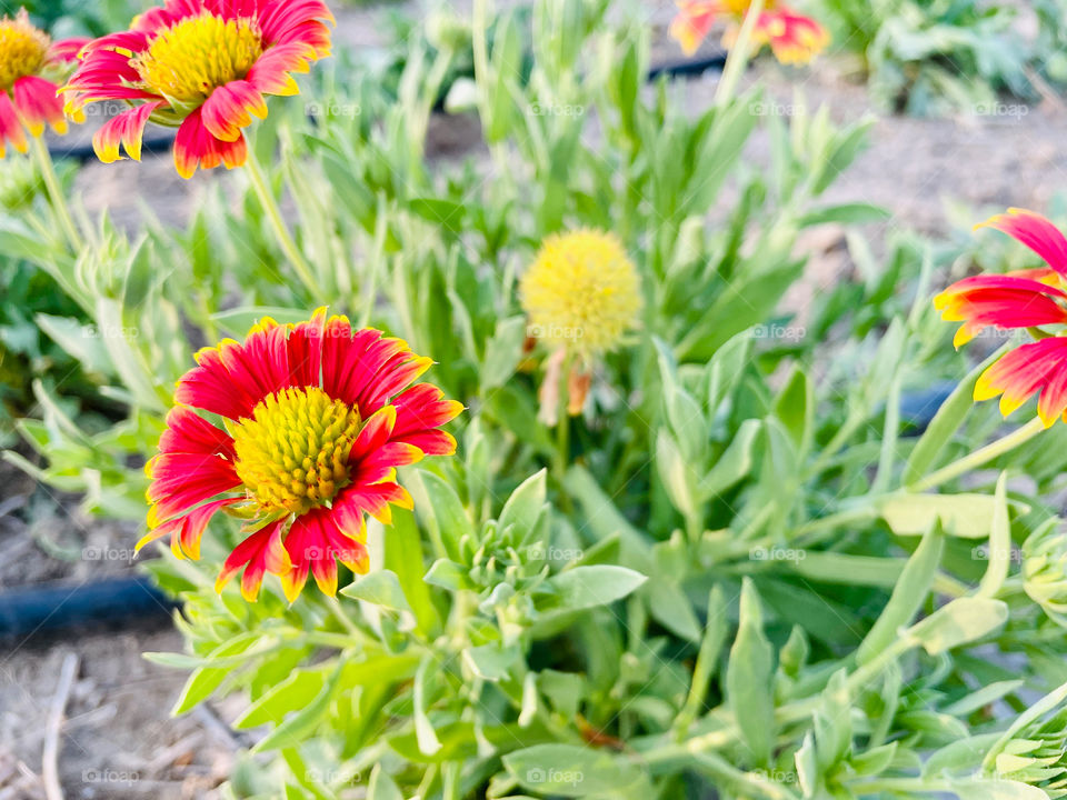 Portraits of plants 