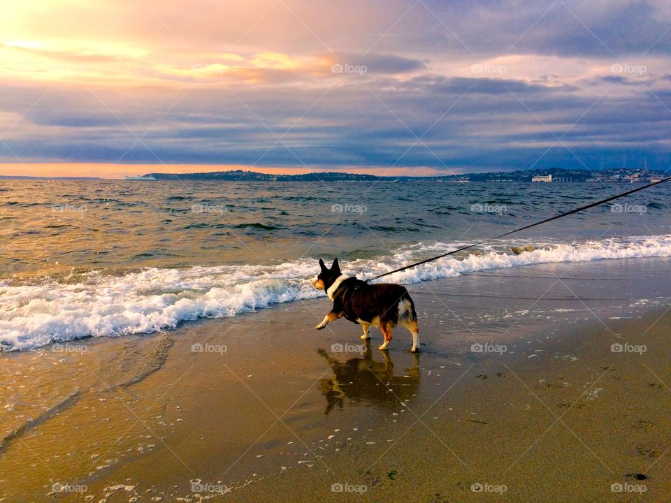 Dog enjoying the beach 