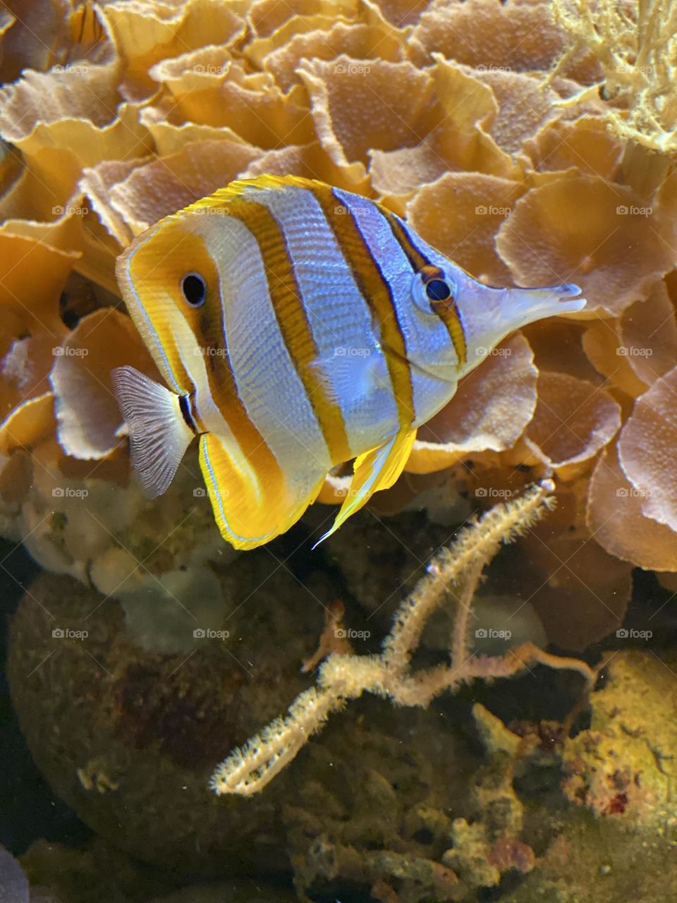 striped small fish underwater in the sea