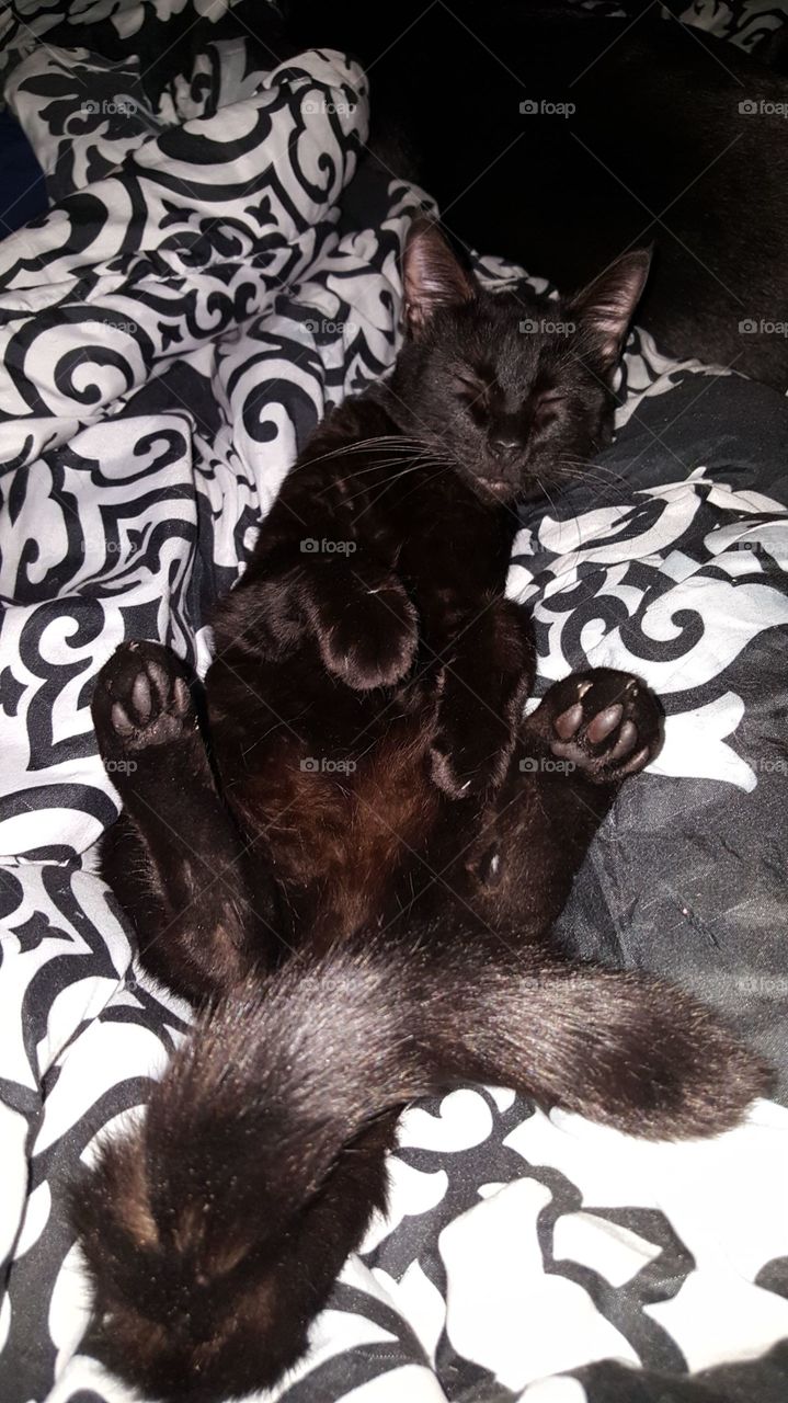 black cat sleeping on back