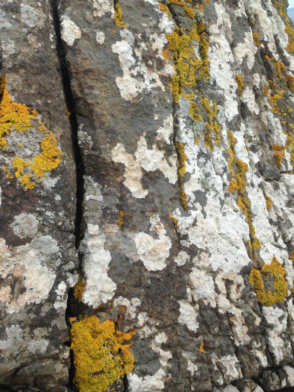 Close up of a rock with yellow and white lichen.