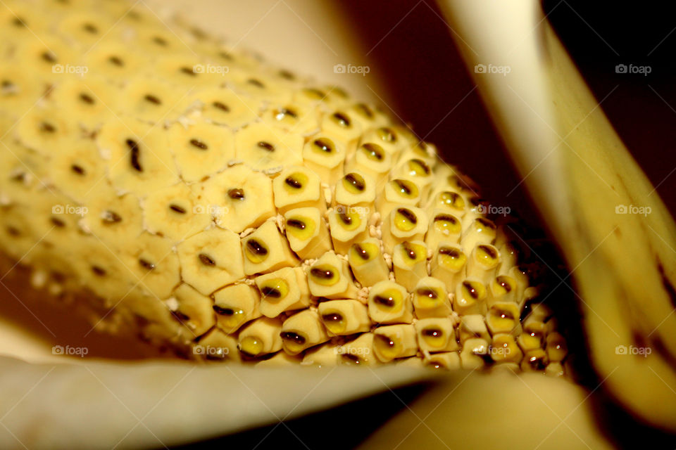 this is the fruit of monstera deliciosa. is a very sweet fruit to eat in the winter