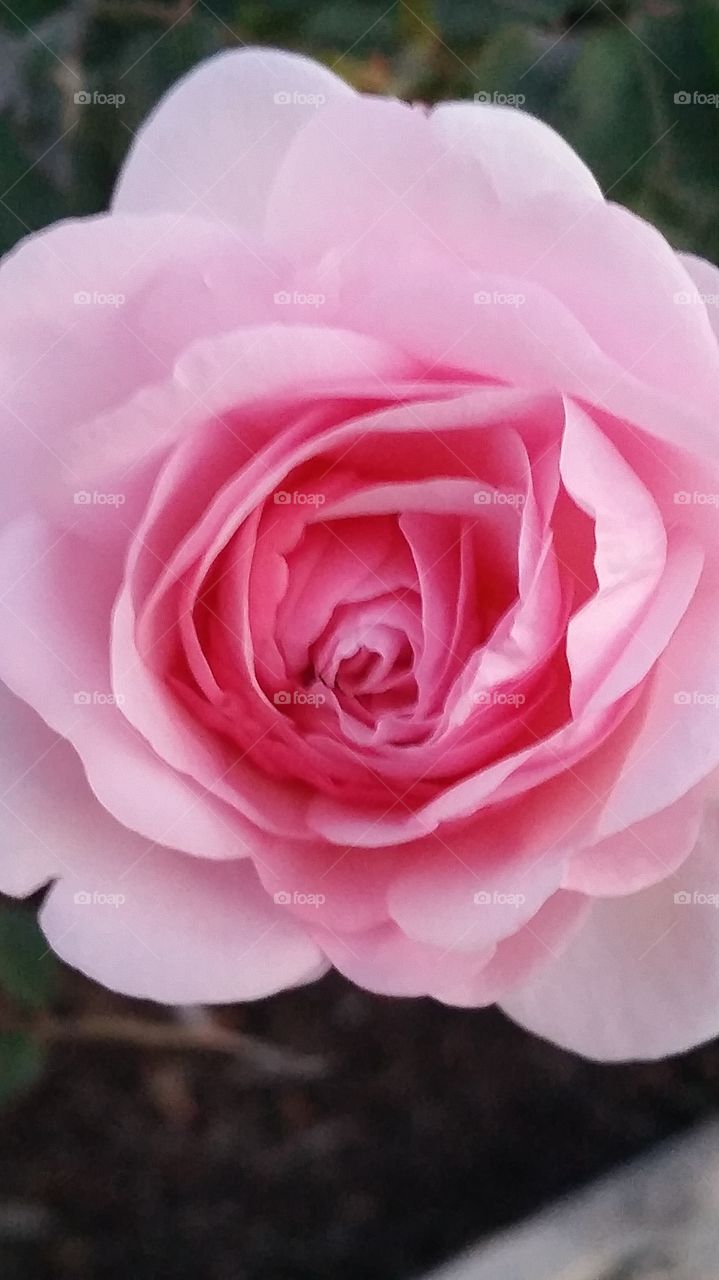 Soft Fluffy Pink Rose