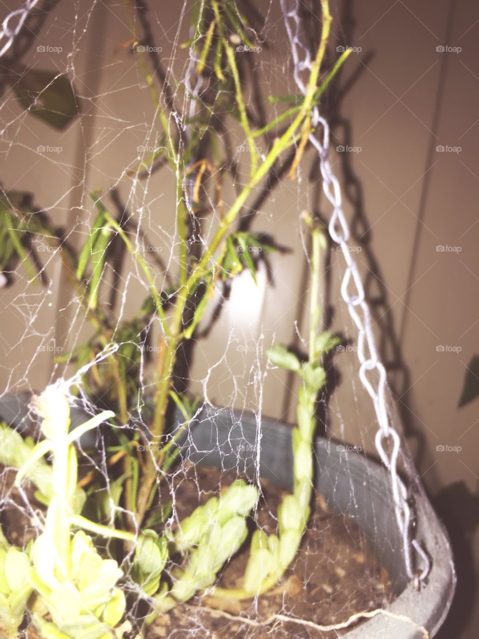 Web on plants