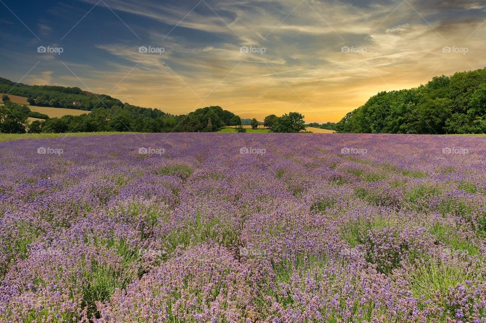 Lavendel Landschaft im Sommer