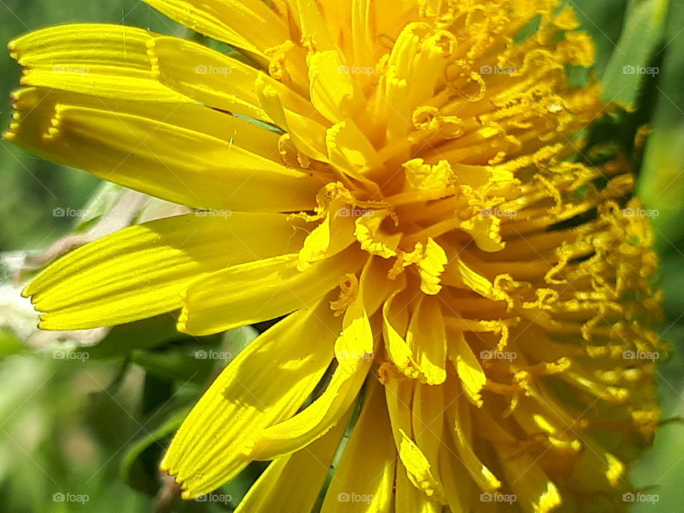 yellow early summer flower!💛