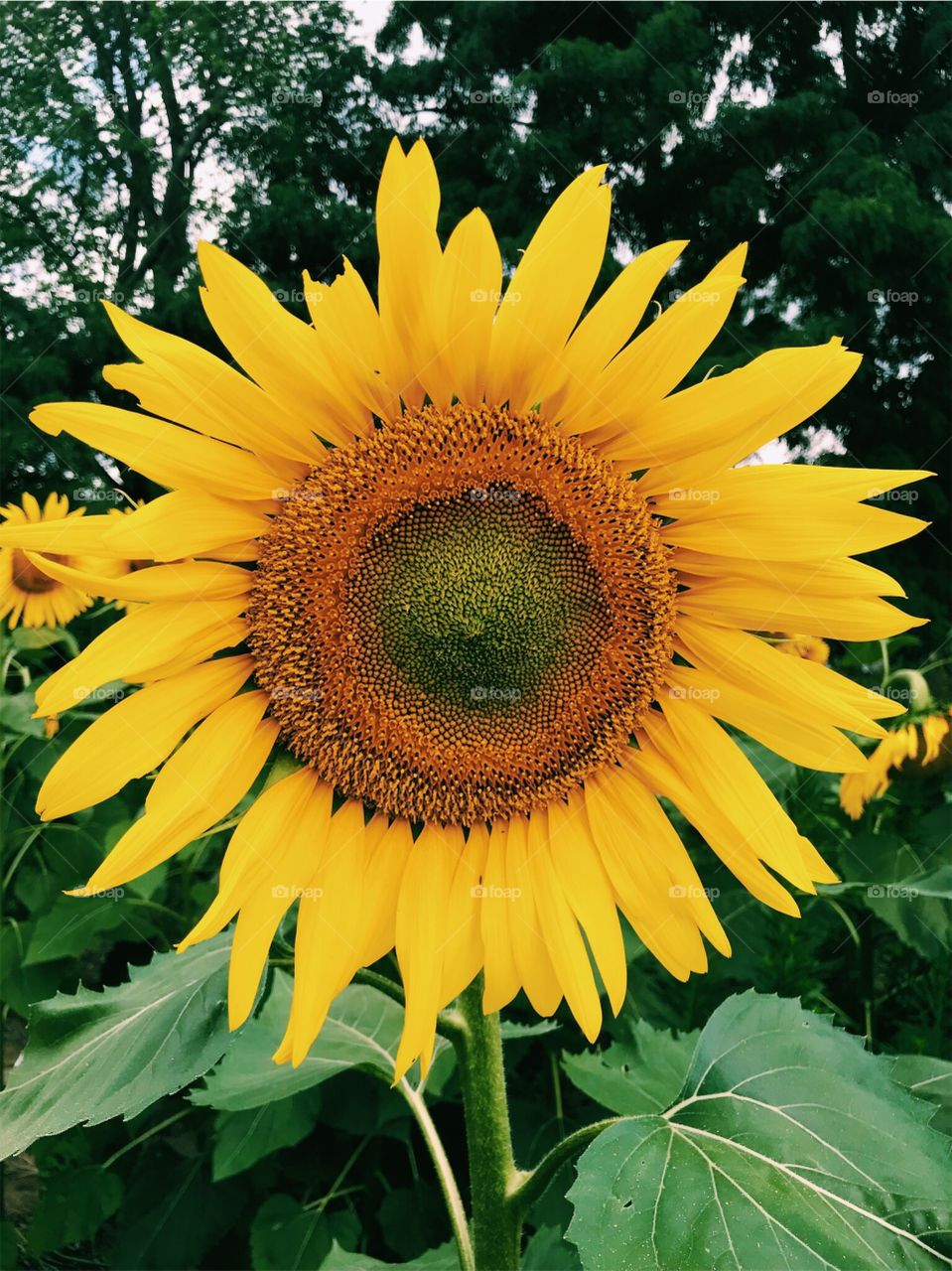A beautiful sunflower 