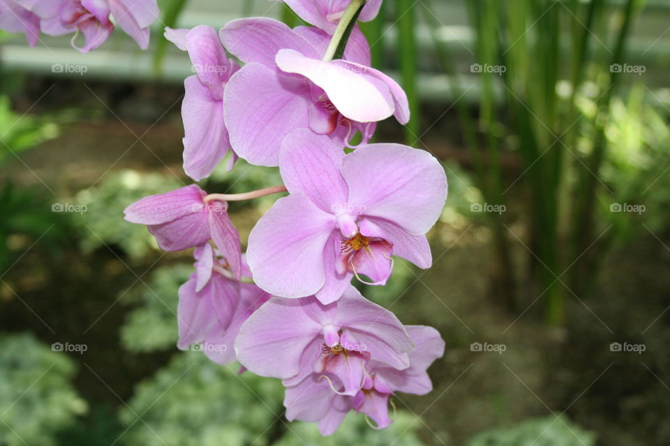 Beautiful Orchidee