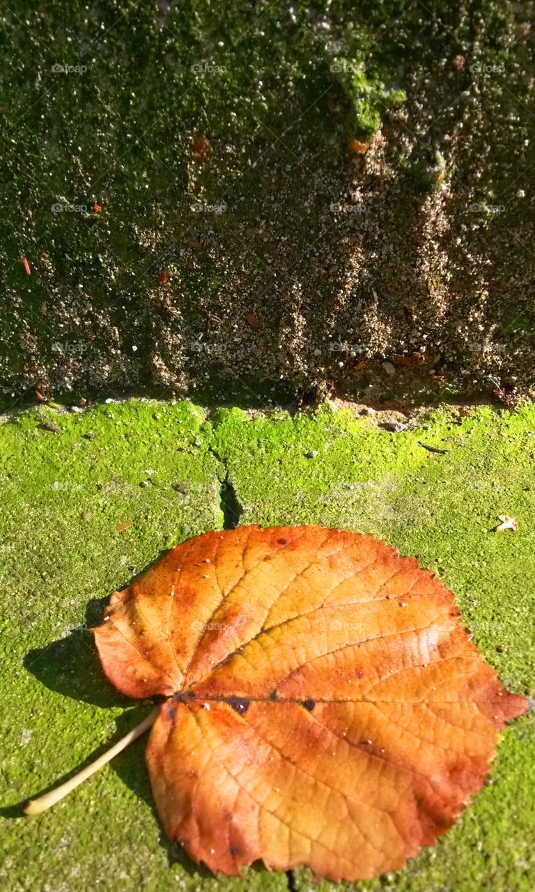 One yellow leaf on the green ground
