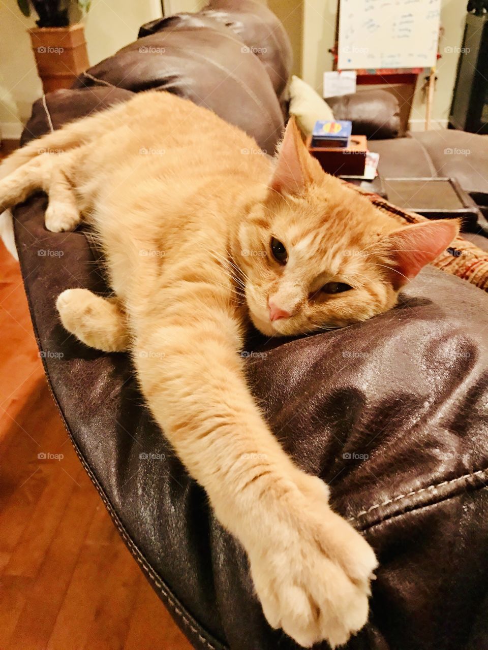 Orange tabby cat laying across the couch. He is so stretched out and adorable. Ignore this bunny. 🐇