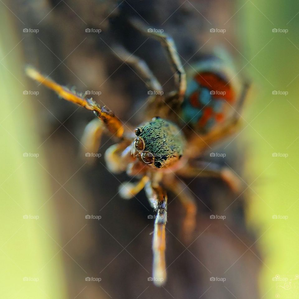 colourful spider. eyes of a spider