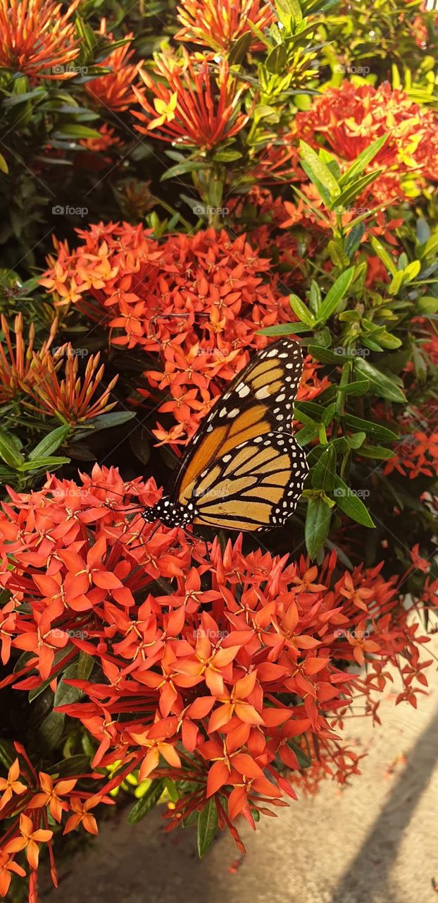 Beautiful butterfly, of various colors, with red, black and brown touches, perched in a flower garden, beauty of nature. insect, caterpillar, a rainbow of colors
