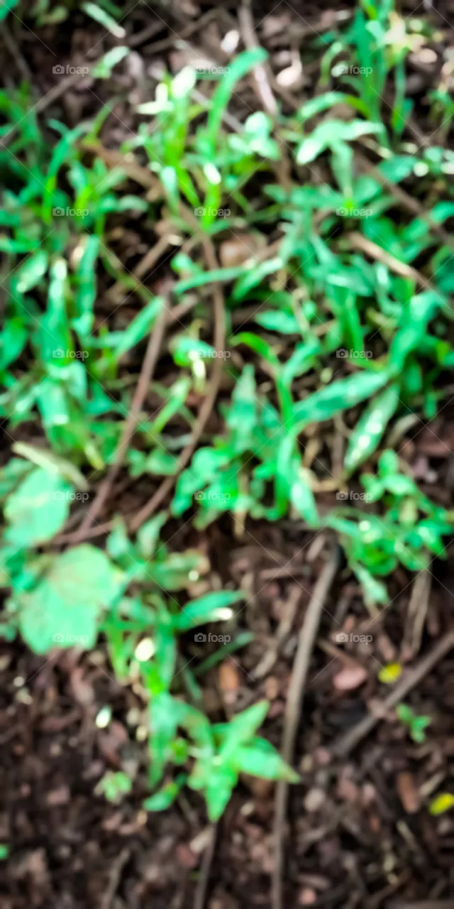 grass