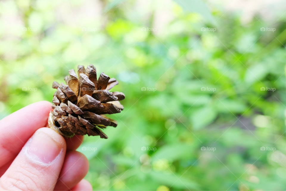 Hand holding a pine cone