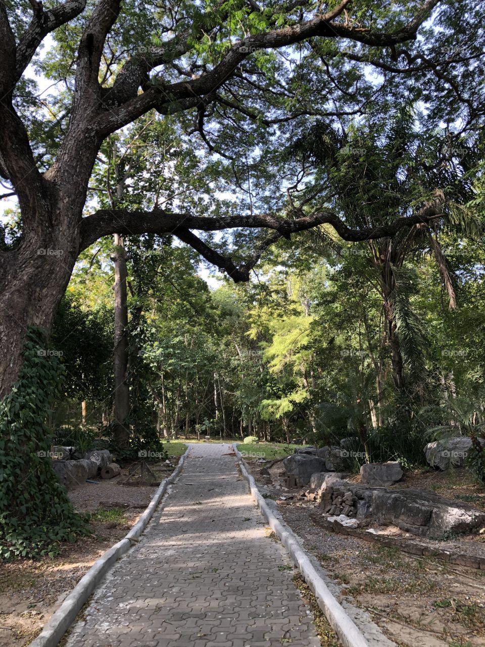 Road in up countryside, Pukae Botanical Garden.