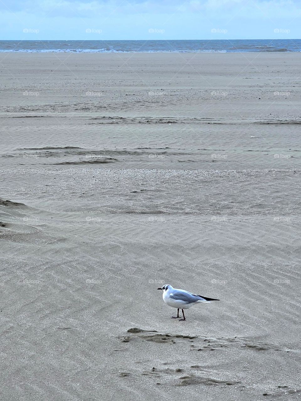 mouette sur la plage de Deauville
