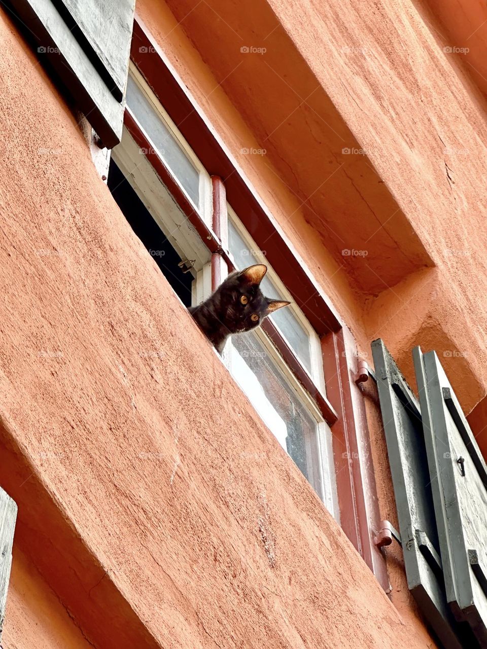 Bright and colorful boost cute cat 