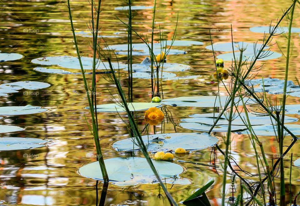 Still water with lily pads and yellow flowers 