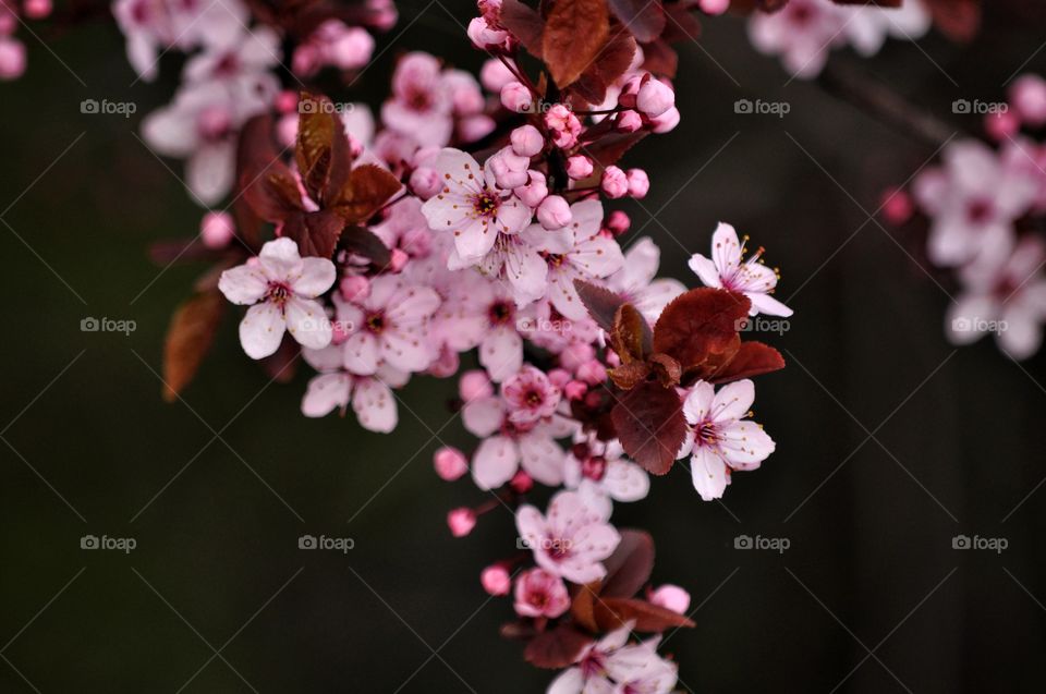 Flower, Branch, Cherry, Tree, Nature