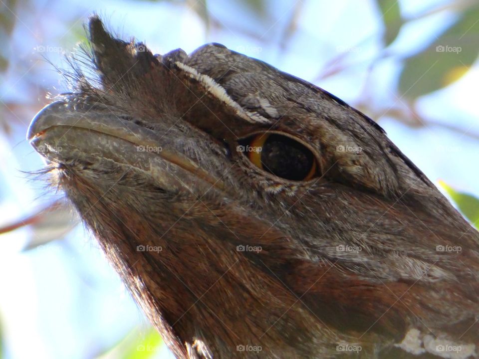 Close-up of tawny frog mouth owl