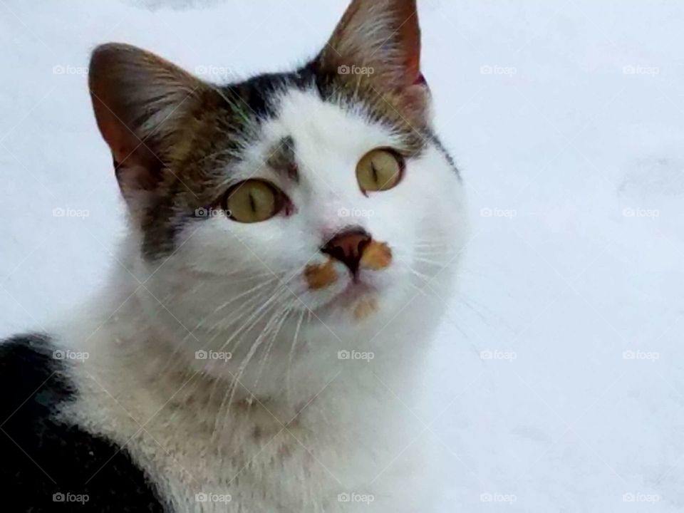 Buttons our kitten out in the snow