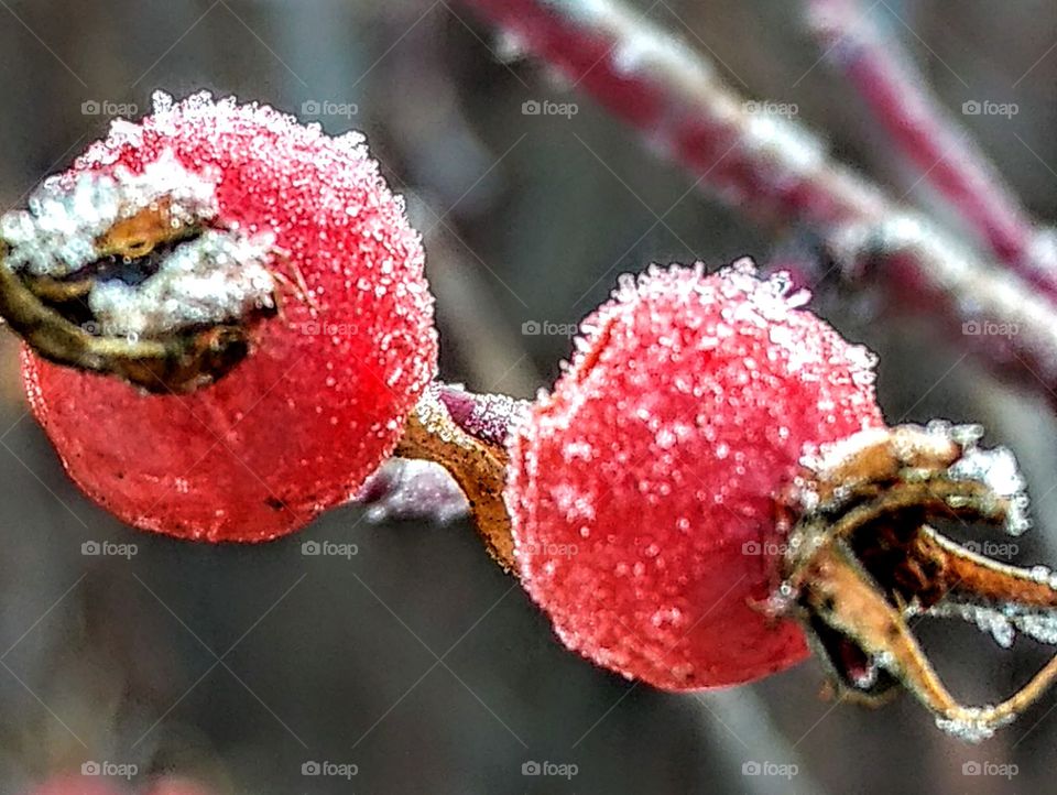 frosted red berries