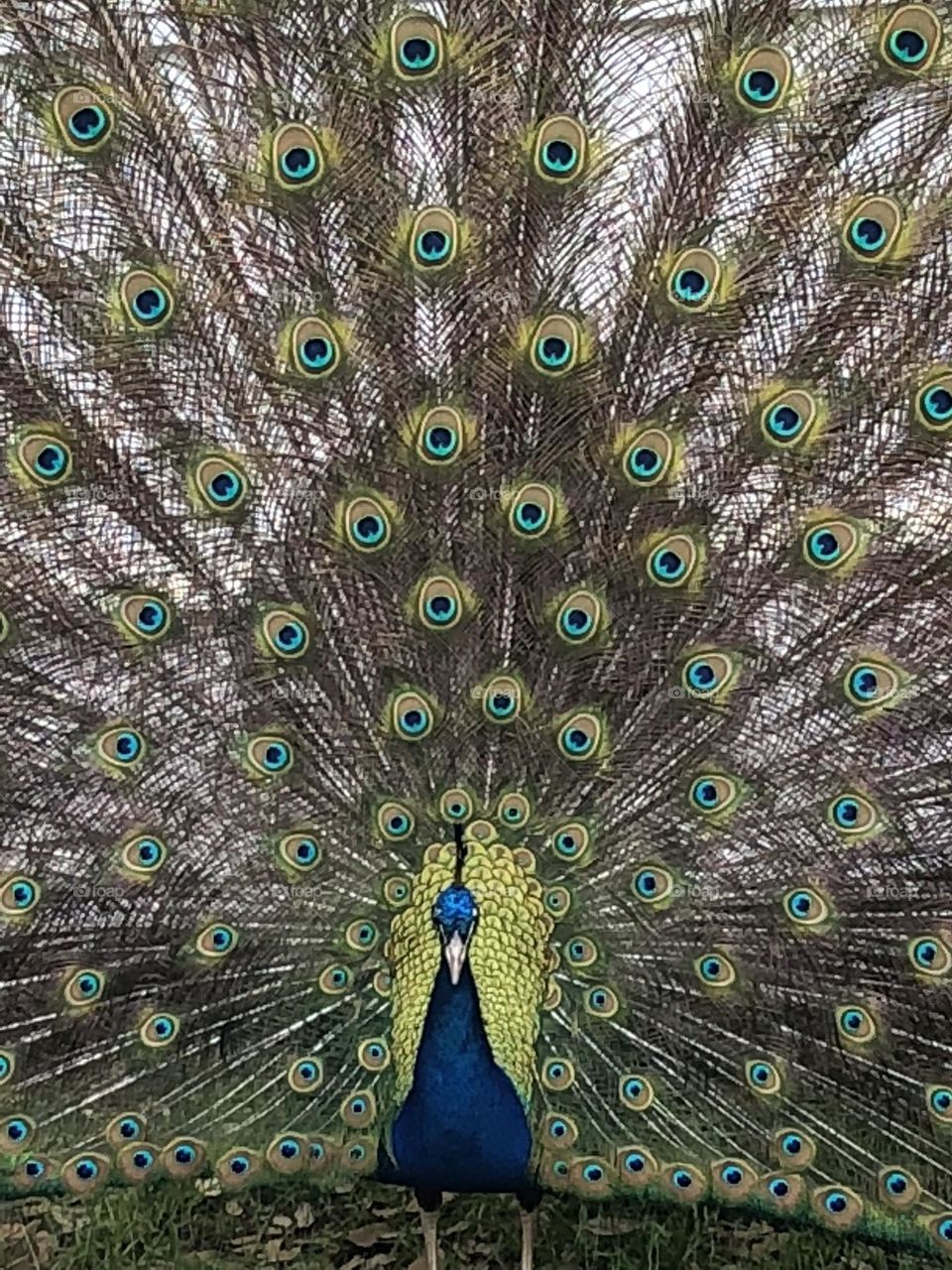 Peacock 