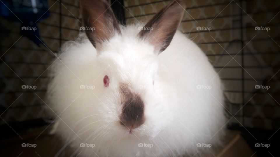 closeup of fluffy white rabbit with dark nose facing the camera