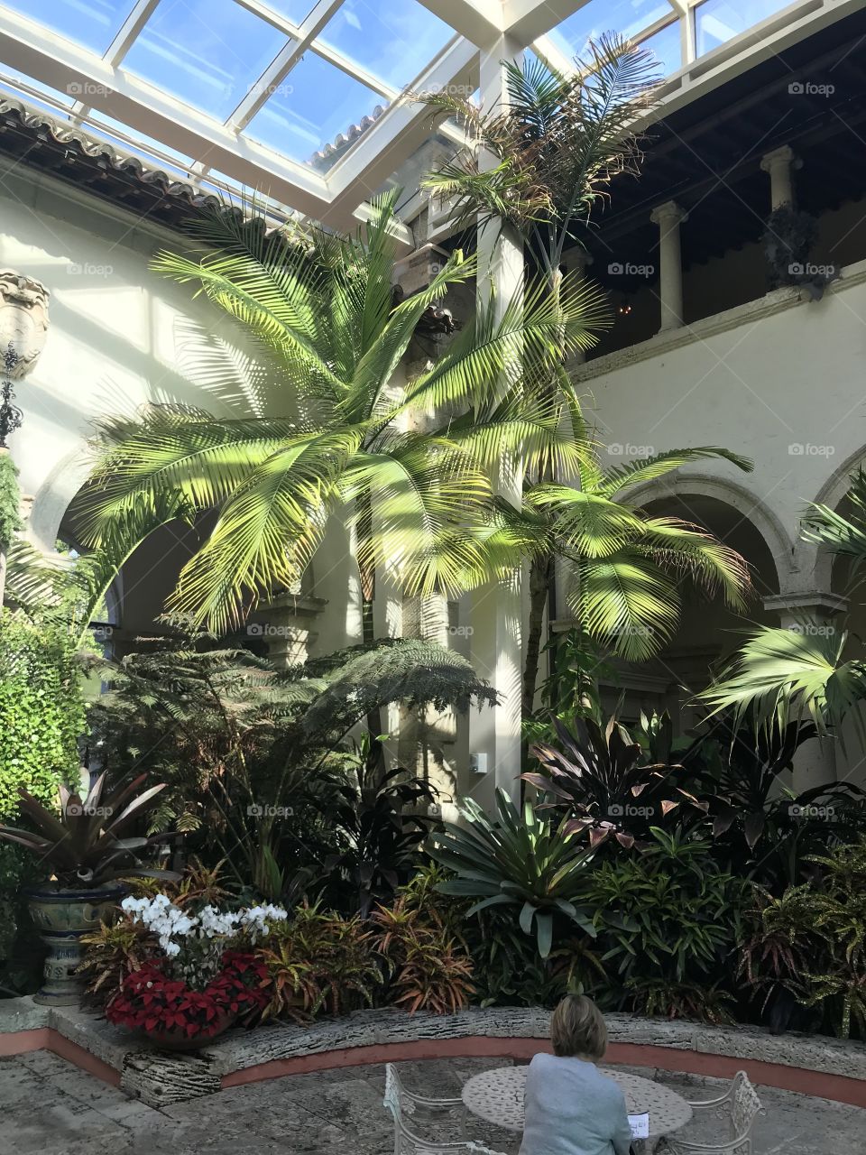 Courtyard palmtree