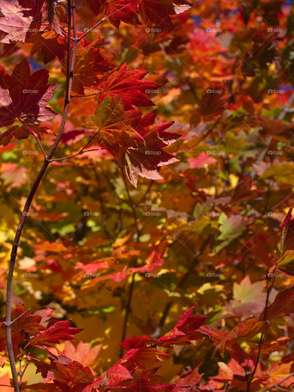 Brilliant maple leaves in their fall colors of red, orange, yellow, gold, and green on a sunny day in the mountains of Western Oregon. 