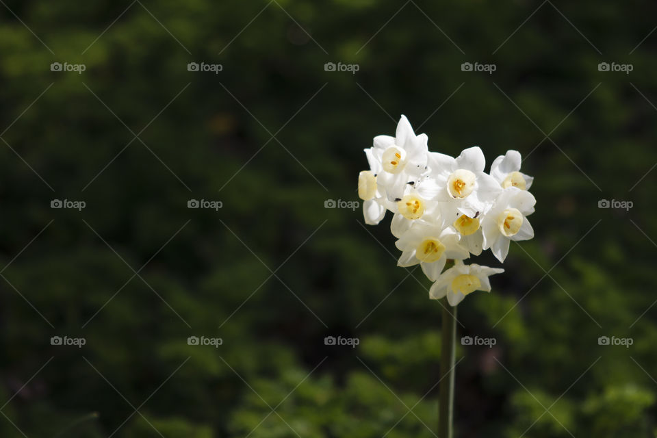 Bunch of Daffodils 