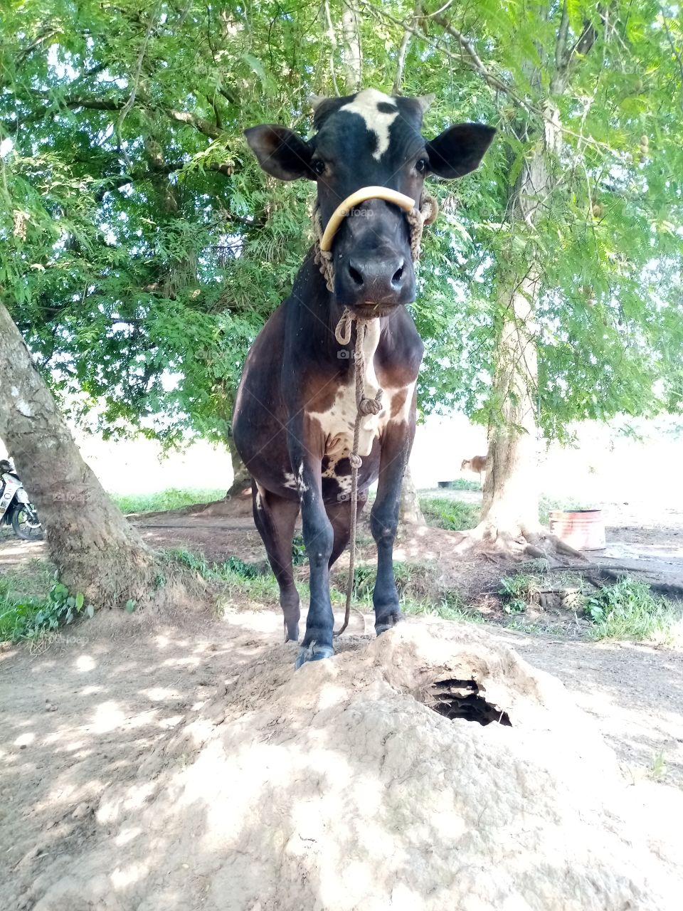 lembu hitam