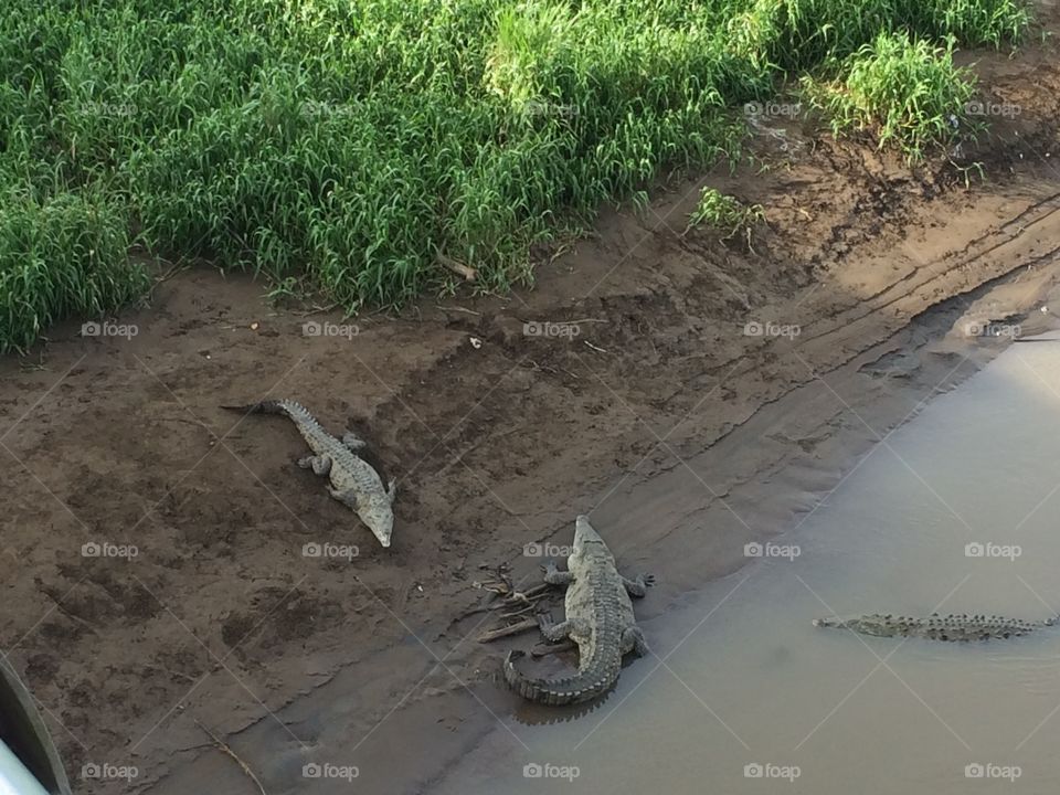 Costa Rican crocodiles