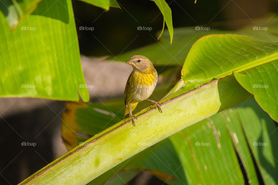 Land Canary.  One of the Brazilian bird species.