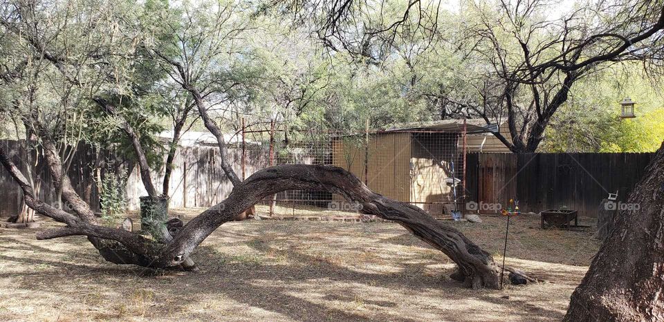 tree on its side