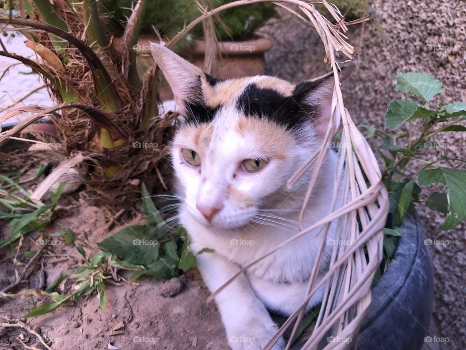 Beautiful cat looking at camera 