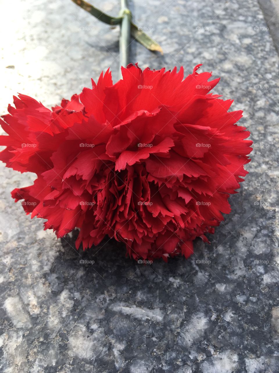 The red carnation on a marble slab. Red carnation background. 
