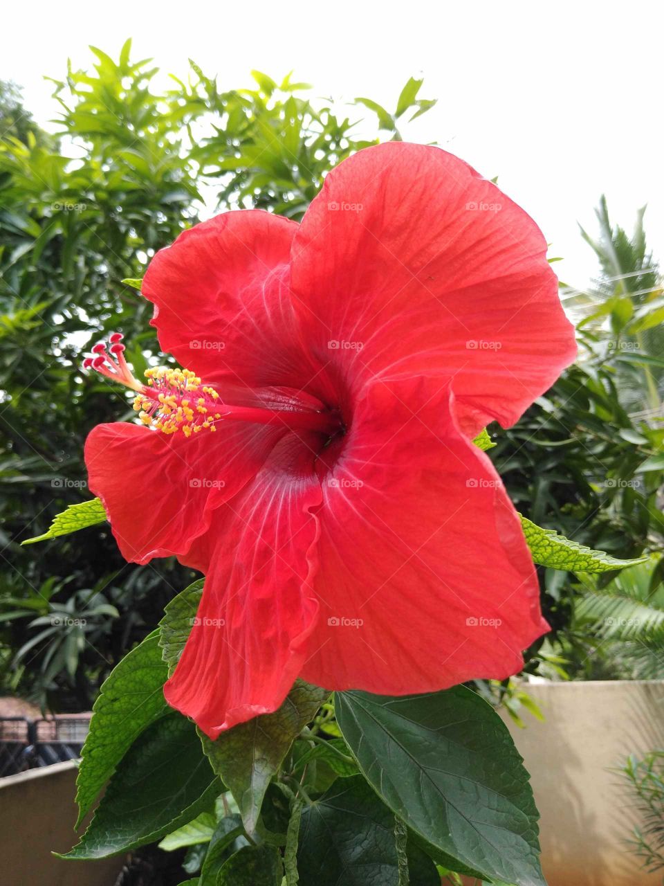 a beautiful huge red hibiscus flower