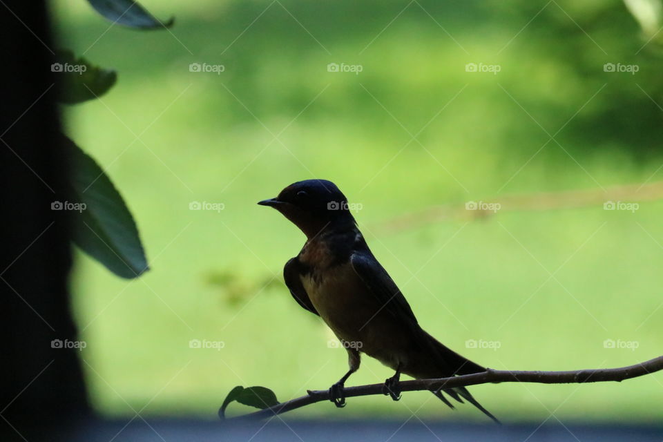 Bird on a branch