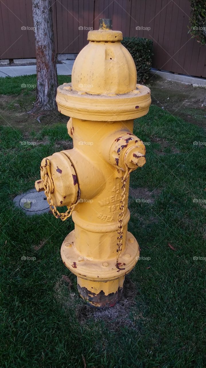 yellow fire hydrant